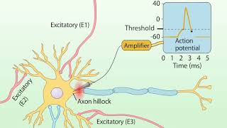 Summation of Postsynaptic Potentials [upl. by Annohsat]