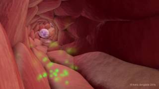 Extravasation of Neutrophils [upl. by Bainbrudge]