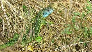 Lézard vert le 22 juin 2019 [upl. by Arthur313]