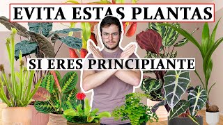 TOP 8 plantas de interior no aptas para principiantes [upl. by Benildas]