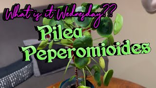 PILEA PEPEROMIOIDES Plants INFO and CARE Houseplant HOW TO [upl. by Neall636]