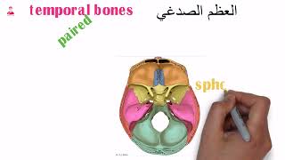 المختصر المفيد عظام الصدغ  temporal bones [upl. by Atalayah]