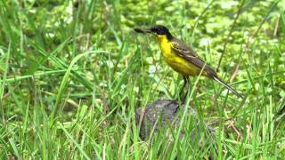 Blackheaded Wagtail  Motacilla flava feldegg [upl. by Eidroj]