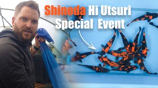 Own a Shinoda Hi Utsuri Grown at Koi Wholesale – Limited Release [upl. by Shanleigh427]