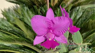 Cattleya walkeriana tipo quotTânia Meloquot TE [upl. by Ahsan]