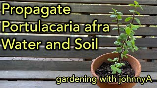 How To Propagate Portulacaria afra Elephant Bush  Water vs Soil Methods  Spekboom [upl. by Randell]