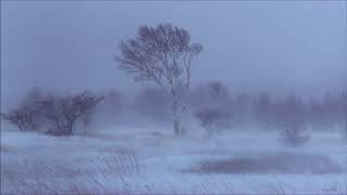 1H Snowstorm Blizzard Wind Sound Relaxing Tempesta di Neve [upl. by Lledner283]