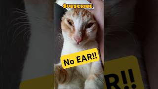 My cats ear is hidden cat funny shorts trending foryou [upl. by Thetis17]