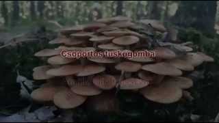 gombavideo Csoportos tuskógomba  Törzsökgomba  Armillaria tabescens  Ringless Honey Fungus [upl. by Darell]