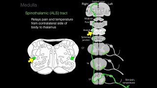 Foundational features of the brainstem [upl. by Suoilenroc]