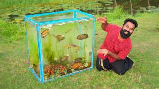 Beautiful Aquarium Made From Nature  തോട്ടിലെ സാദനങ്ങൾ ഉപയോഗിച്ച് ഉണ്ടാക്കിയ അക്വാറിയം  M4 Tech [upl. by Alekahs]