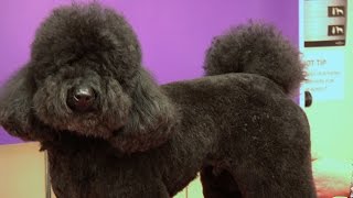 Miniature Poodle  Teddy Trim Grooming Guide  Pro Groomer [upl. by Yesor75]