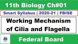 Working Mechanism of Cilia and Flagella  cilia and flagella  Ilmi Stars Academy [upl. by Adela]