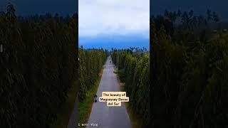 The beauty of Magsaysay Davao del Sur jimmysaraelmotovlog candletree [upl. by Metabel]