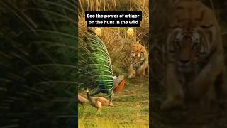 Fearless Tigers Hunting in the Wild🐅shorts short shortvideo 1million animals tigerhunting [upl. by Hanavas]