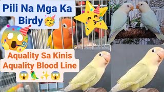 Vlog481 Project Homozygote Split Dilute Split Dun Fallow Opaline😱🦜✨🦜😱 Dito Malabon Pet Market🥳🥳🥳 [upl. by Athena]