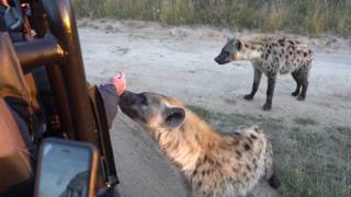 Close Hyena Encounter [upl. by Adilem450]