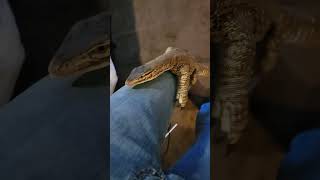 Monitor lizard acts like a cat and falls over monitorlizard reptiles lizard gecko cat [upl. by Ines]