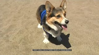 Corgi Con Returns To San Francisco [upl. by Ardle]