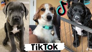 TIK TOK Doggos That Will Make You Laugh  Cutest TikTok Puppies [upl. by Alih465]