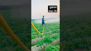 आलू मैं स्प्रे CARBENDAZIM 12MANCOZEB 63WP farmerlife automobile kheti farmer [upl. by Lletnom]