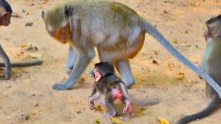 Nice Clip Very Young Mother Good Allow Her New Cute Baby Monkey Training [upl. by Ahcorb]