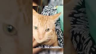 Cat videoscute cat 🥰 پیارا بچہ shorts [upl. by Pettiford]