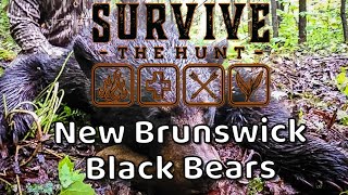 New Brunswick black bear hunting double with Hunt N It Outfitters [upl. by Gladis]