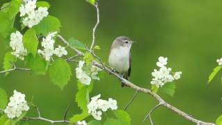 Warbling Vireo [upl. by Fosdick903]