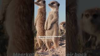 Why Do Meerkats Stand Up 🌵Meerkat Standing Up [upl. by Atnuahsal]