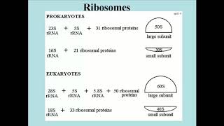 101 Ribosomes and Polysomes [upl. by Irahcaz576]