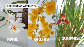 Orchidomania Presents April Orchid Surprise [upl. by Letitia]