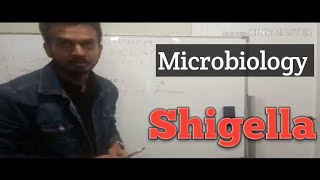 Microbiology Shigella [upl. by Johm]