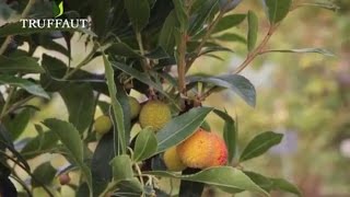 Comment planter et tailler un arbousier arbre aux fraises Arbutus unedo  Truffaut [upl. by Zsazsa511]