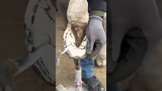 Esthetic video of horse hoof cleaning 🧹❤️ [upl. by Maroney]