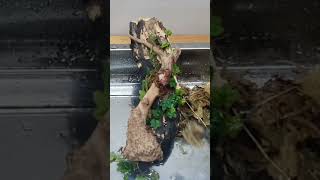 Ficus Quercifolia  Anubias Simple and Easy Terrarium relaxing terrarium [upl. by Johanna]