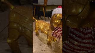 Dackel bellt die Weihnachtsdeko an dackel dachshund [upl. by Mark618]