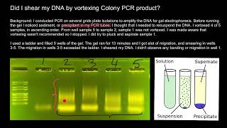 How to avoid shearing of DNA and Smearing of bands [upl. by Welton123]