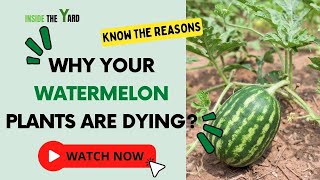 Reasons With Remedies Why Watermelon Plants Are Dying [upl. by Canica]