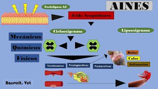 MECANISMO DE ACCIÓN DE LOS AINES y ANTIINFLAMATORIOS NO ESTEROIDEOS Farmacología veterinaria [upl. by Ogdan173]