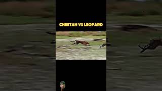 Cheetah Vs leopard 🐆 race shorts video trending animals [upl. by Neemsaj]