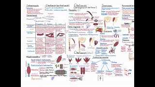 Anatomía Curso Completo Tema 6 Sistema muscular miología [upl. by Nomar]