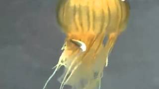 Jelly Fish Feeding [upl. by Orel]