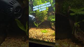 Hygger Wavemaker HG021 in a 75 Gallon Planted Aquarium freshwatertank aquarium [upl. by Clio]