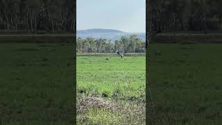 Brolga dance birds nature [upl. by Naleek]