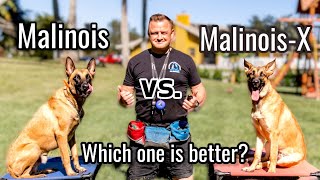 Belgian Malinois vs MalinoisX  Is the Malinois x GSD an even better dog [upl. by Einahc539]