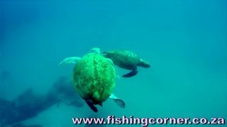 Amazing footage of Turtles Doing a Mating Dance  Banga Nek [upl. by Tristram730]