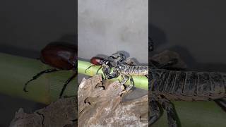 The scorpion fights the rhinoceros beetle 🦂🦏  Tropical Forest Bees [upl. by Harp455]