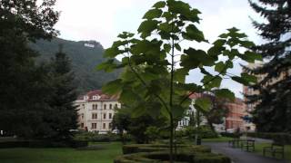 paulownia cotevisa 2 in Parcul Central BrasovRomania [upl. by Brookhouse]