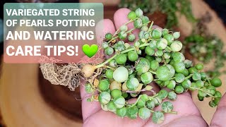 96 VARIEGATED STRING OF PEARLS HOW TO WATER CARE TIPS AND REPOTTING [upl. by Siger417]